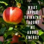 What apple thinning taught me about energy